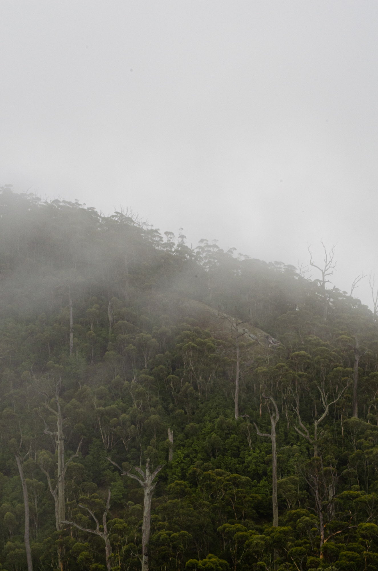 INTO THE FOG