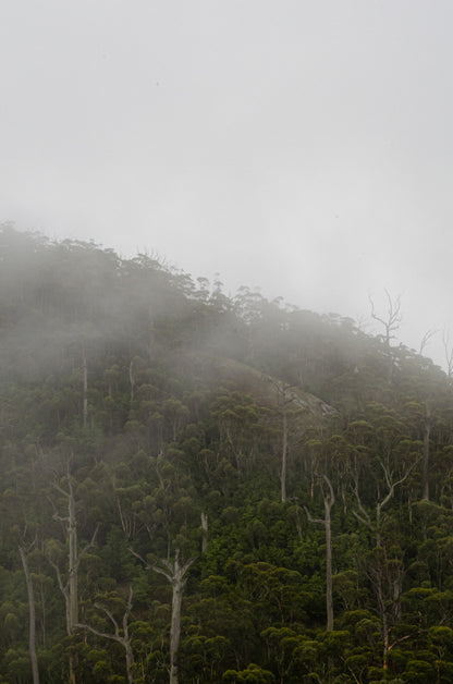 INTO THE FOG