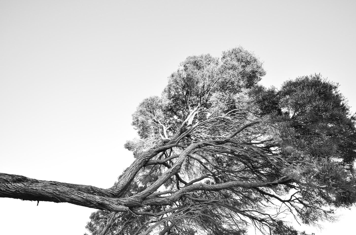 COASTAL TREE