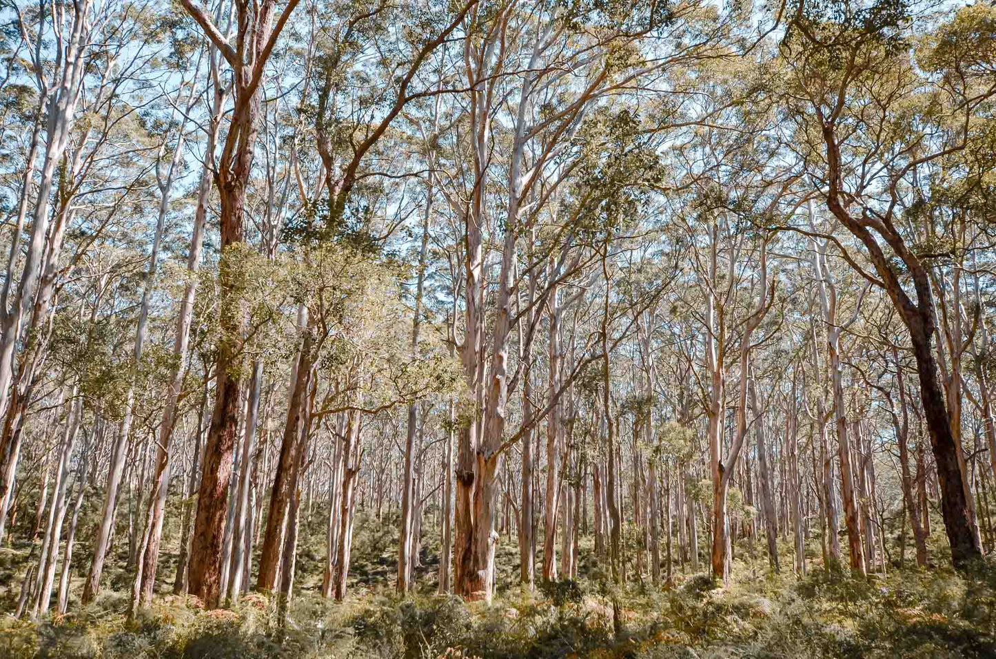 BORANUP FOREST